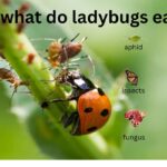What Do Ladybugs Eat