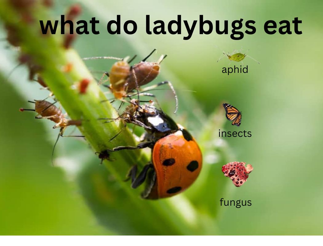 What Do Ladybugs Eat