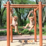 Monkey Bars