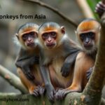 Monkeys from Asia