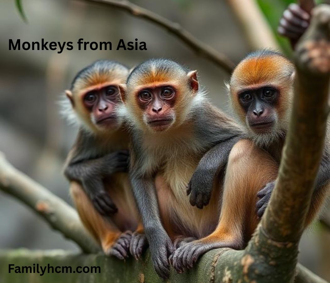 Monkeys from Asia
